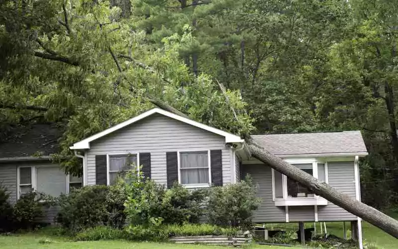 tree-on-roof-storm-damage